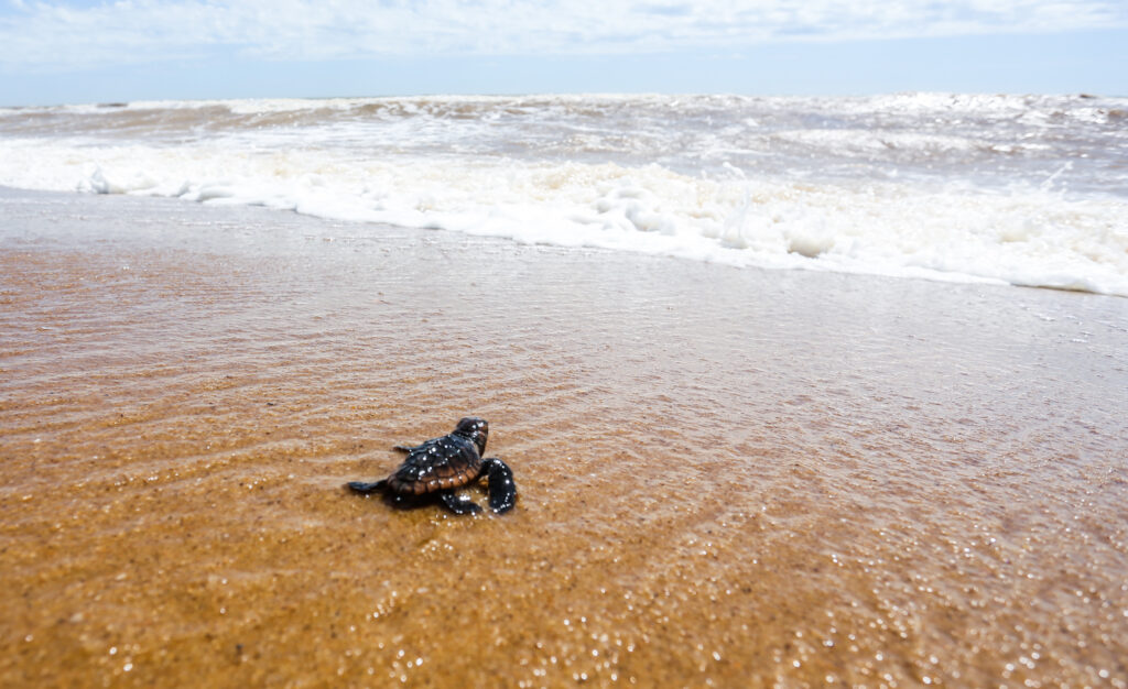 Caminhada de filhote de tartaruga marinha ao mar