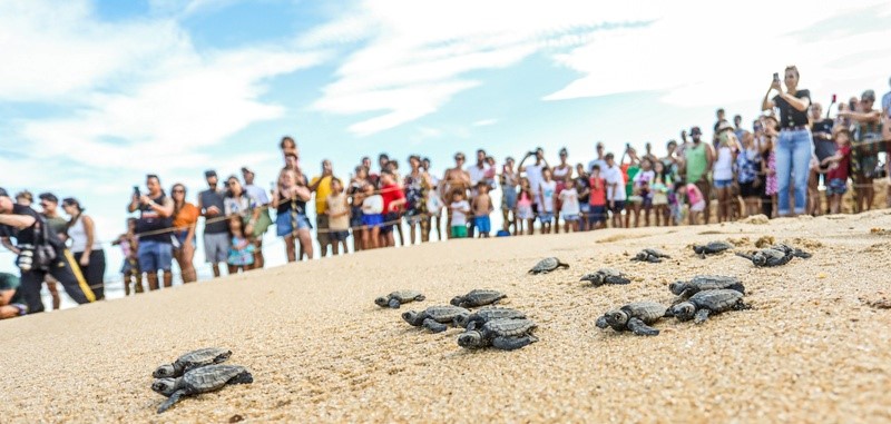 Dezenas de pessoas assistem a caminhada de filhotes de tartarugas marinhas ao mar, em praia do Açu.